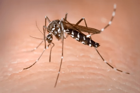 DESINOPE PATENTS A DEVICE TO FIGHT AGAINST MOSQUITO PESTS